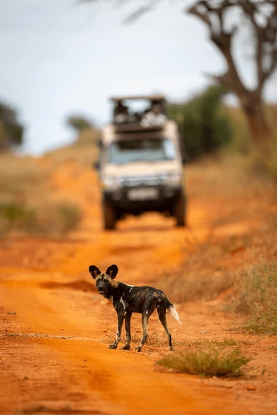 african wild dog stands on 600nw 2649235179