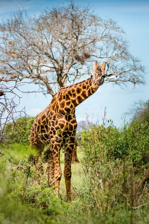 portrait photo full giraffe savanna africa african safari tours kenya national prak tsavo east 176813091